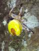 Randa sárgaseggű román pók