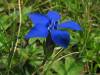 Csodálatos kék virág